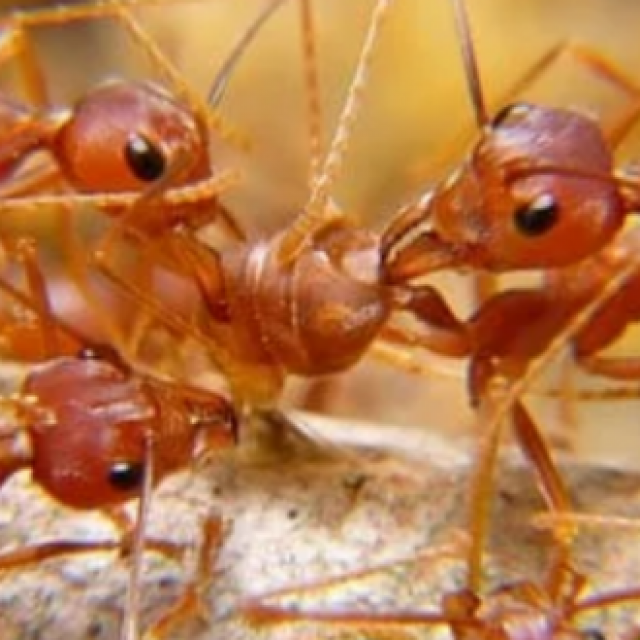 Ant Infestation Melbourne
