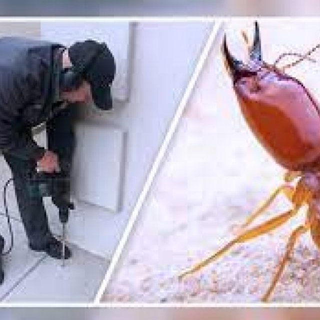Termite Control Perth